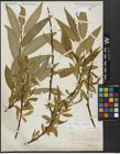Foto von Salix alba L. x Salix fragilis L.
